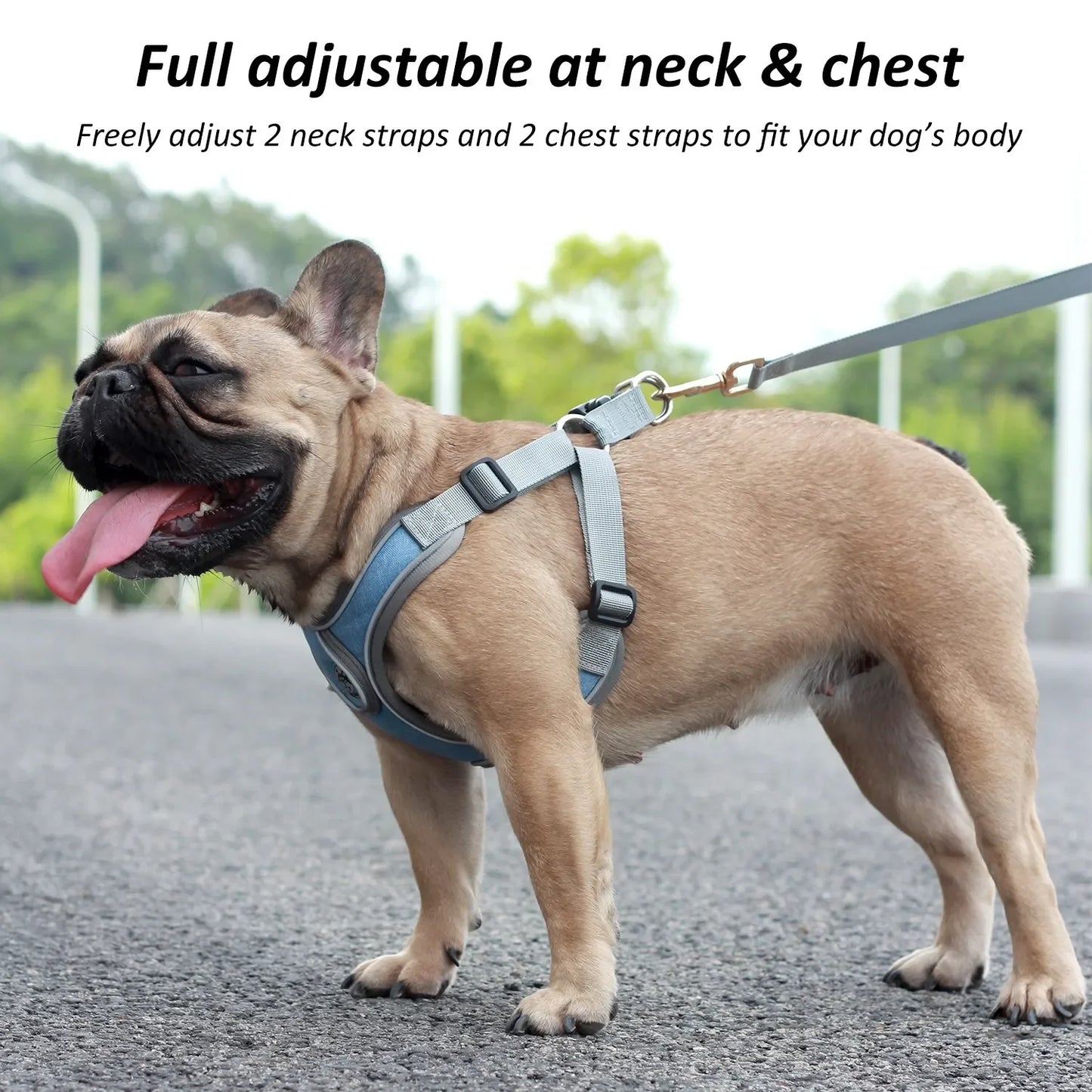 Reflective Dog Harness with Vest and Leash for Small Dogs – Ideal for Training