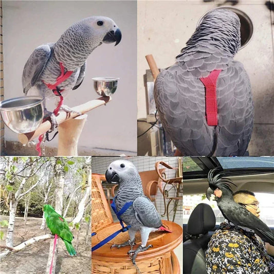 Adjustable Bird Harness & Leash for Training and Flight